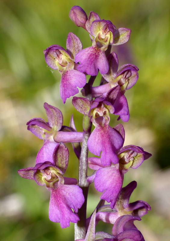 Il posto delle Orchis spitzelii (e non solo...)